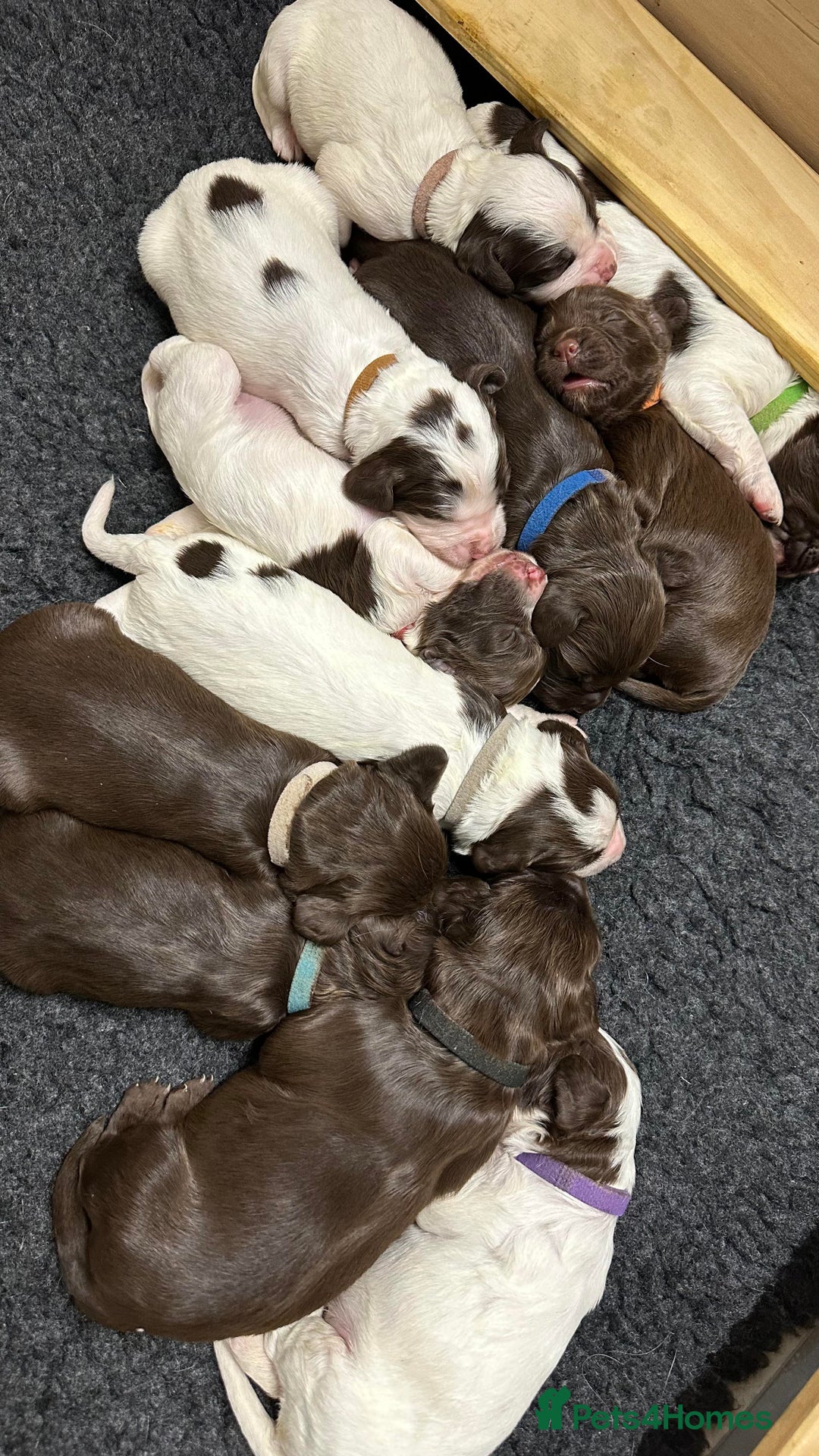 Sprocker dogs for sale: Sprocker Puppies - Advert 6