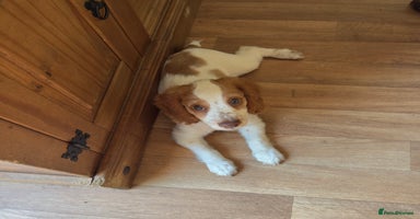 Cocker Spaniel dogs - Advert 6