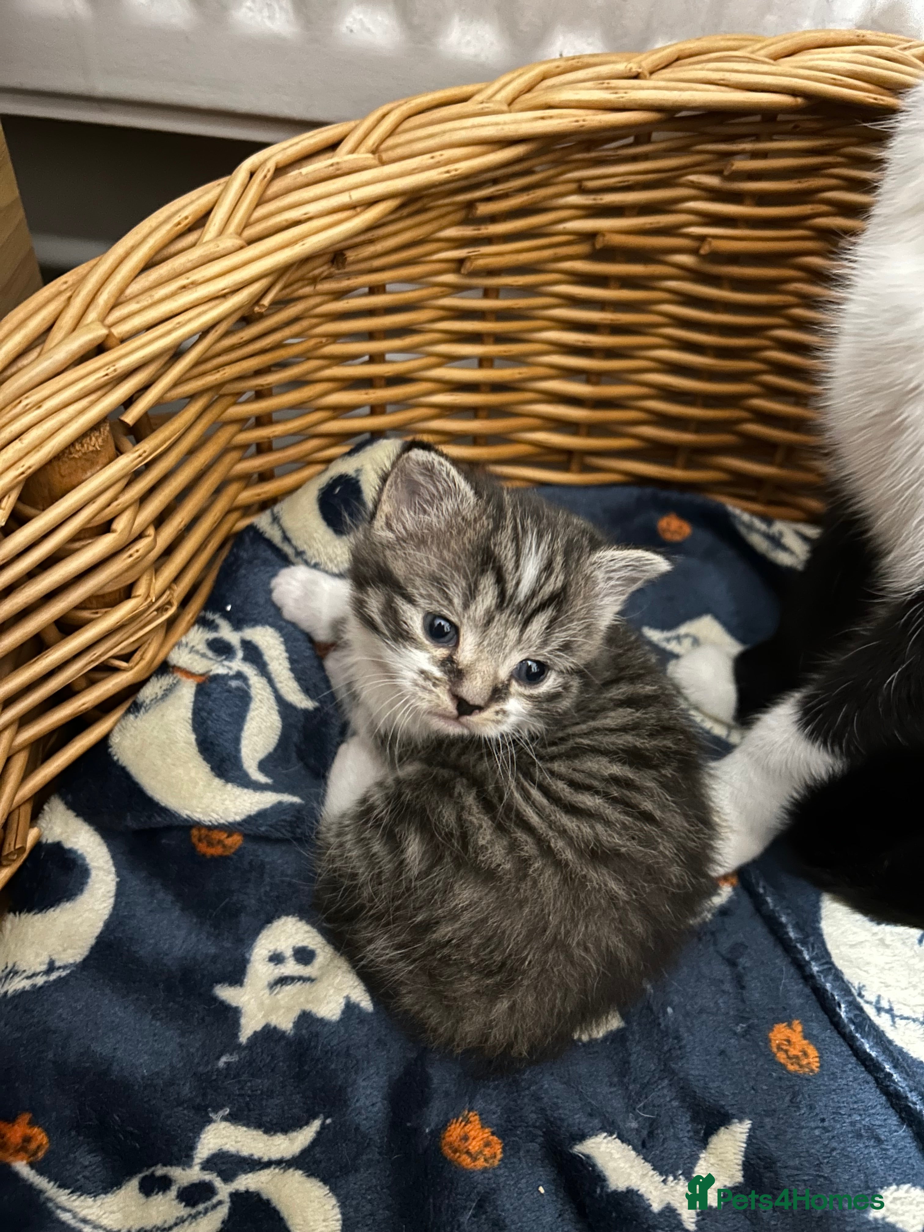 Mixed Breed cats Gorgeous kittens  - Advert 17