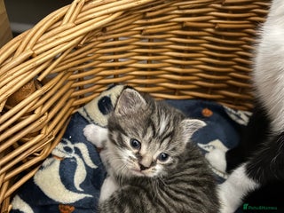 Mixed Breed cats Gorgeous kittens - Advert 8