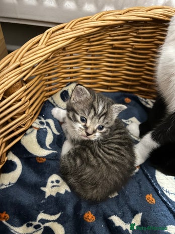 Mixed Breed cats Gorgeous kittens - Advert 2