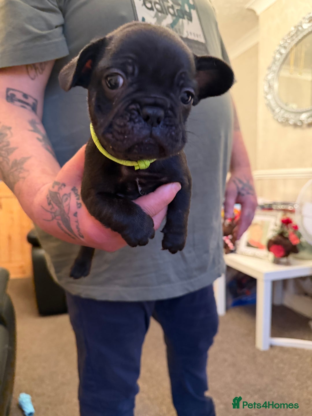 French Bulldog dogs for sale: French bulldog puppies  - Advert 3