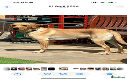 Labrador Retriever dogs for sale: KC registered labrador puppies  - Image 5