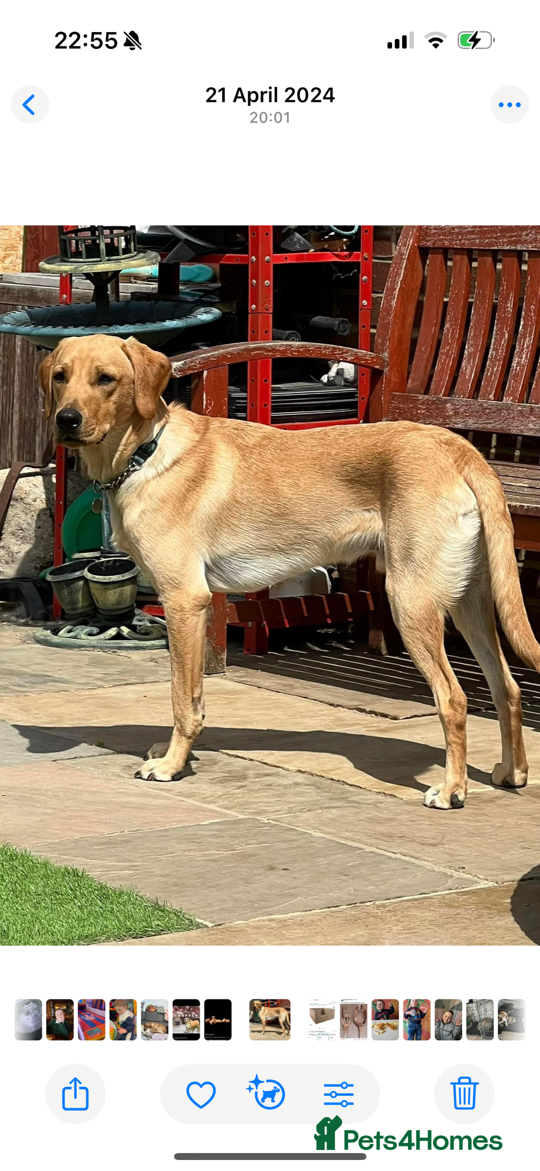 Labrador Retriever dogs for sale: KC registered labrador puppies  - Image 5