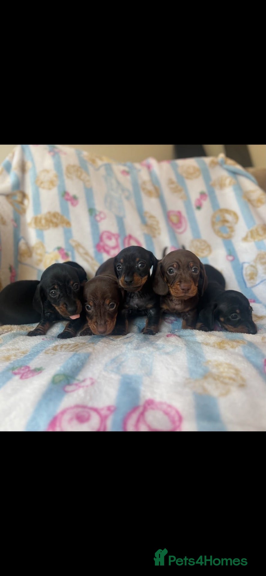 Miniature Dachshund dogs Adorable miniature dachshund puppies - Advert 10