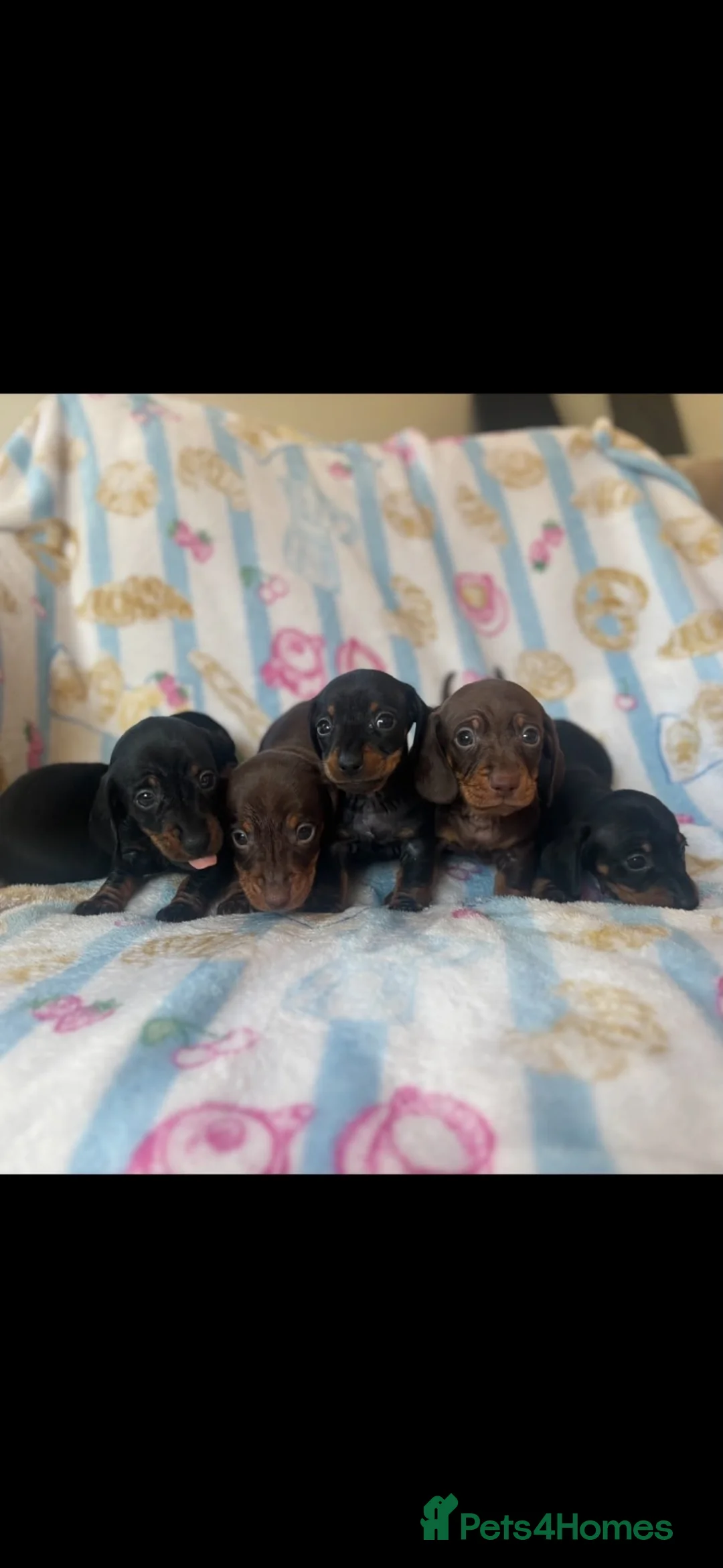 Miniature Dachshund dogs for sale: Adorable miniature dachshund puppies - Advert 1