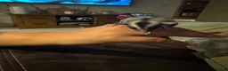 Sugar Glider rodents for sale: Sugar glider - Advert 6