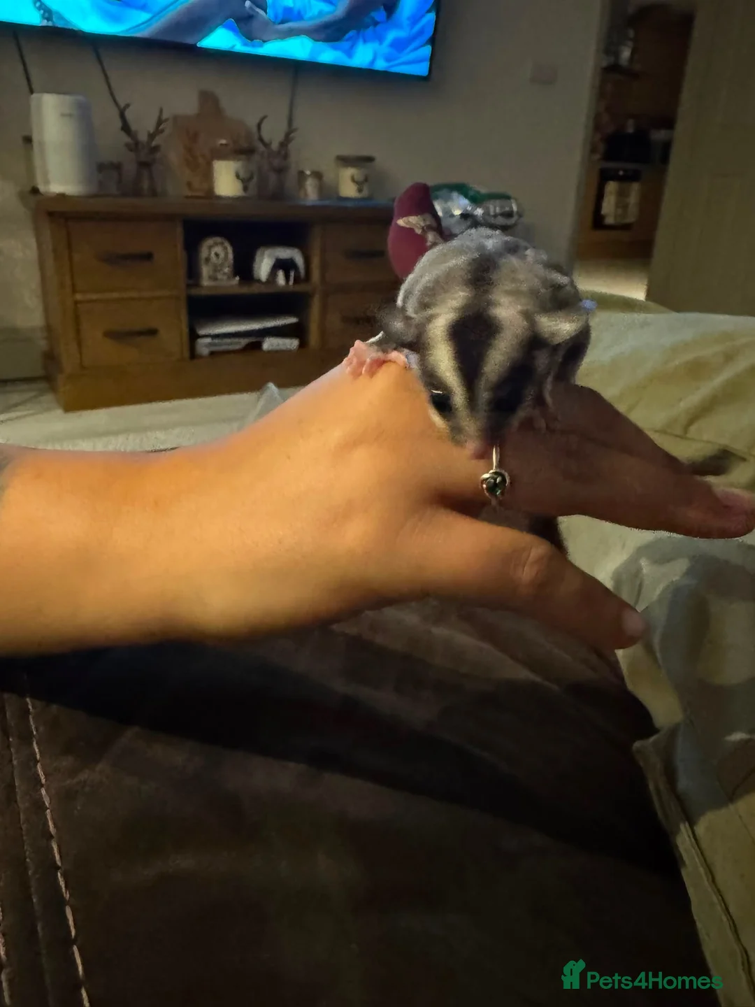 Sugar Glider rodents for sale: Sugar glider - Advert 6