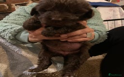 Newfoundland dogs for sale: ✨ Stunning Chocolate Newfoundland Puppies ✨ - Image 14