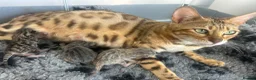 Bengal cats for sale: Gorgeous litter of TICA registered bengal kittens  - Advert 37