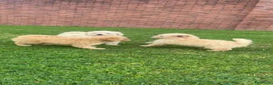 Poochon 2