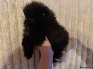Pomeranian dogs 💥‼️🧸READY NOW BABY BOY BLACK BEAR‼️💥🧸 - Advert 18