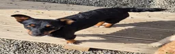 Mixed Breed dogs for adoption: Cleo - In Ayr Looking for a Home - Advert 9