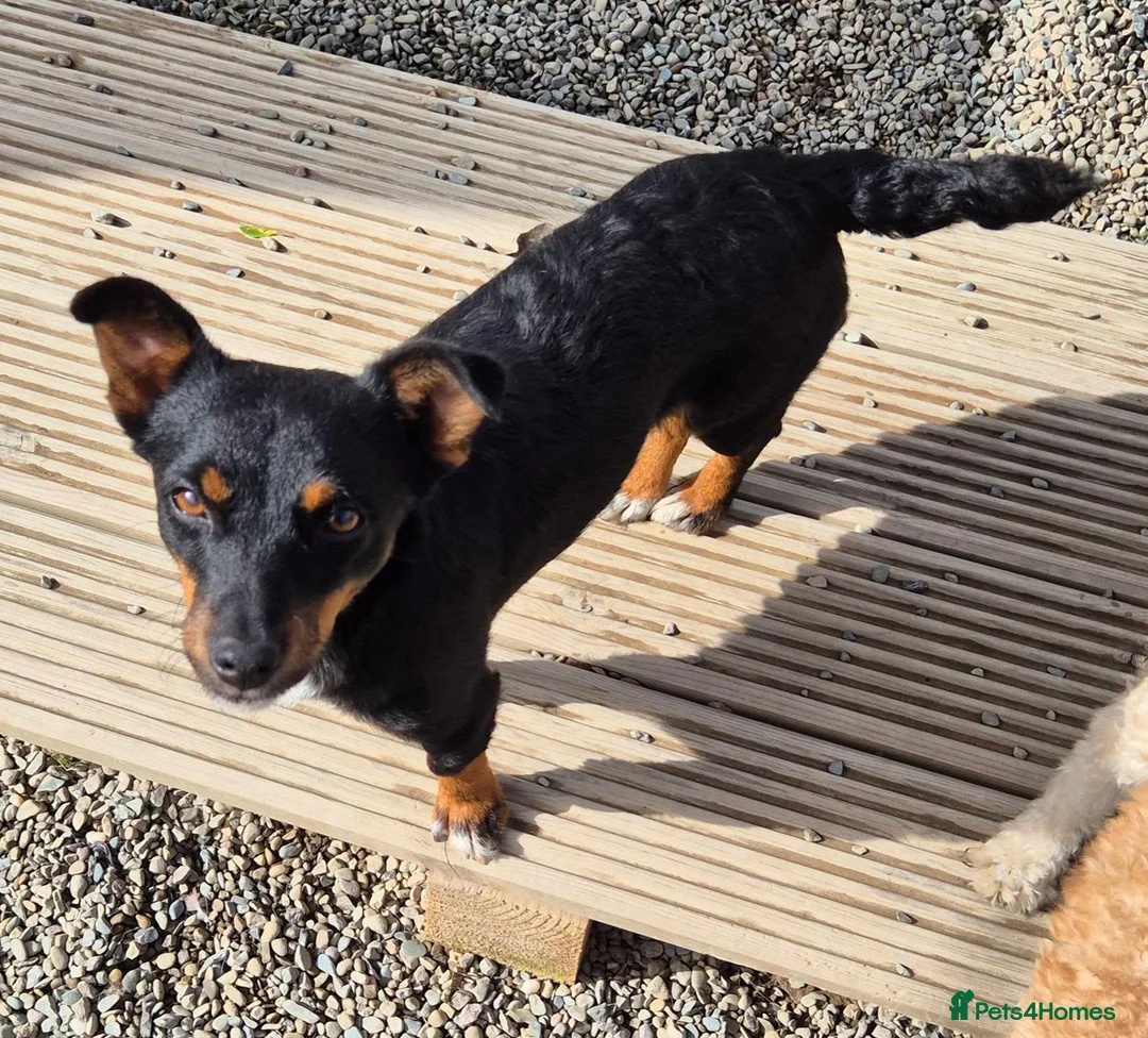 Mixed Breed dogs for adoption: Cleo - In Ayr Looking for a Home - Advert 9