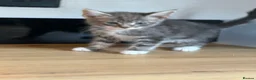Maine Coon cats for sale: Maine Coon x BSH kittens  - Advert 7