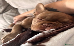 French Bulldog dogs for sale: Kronk Rojo French bulldog  - Image 5