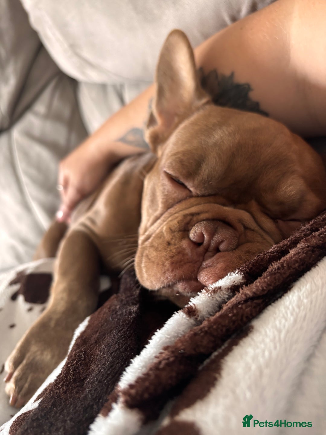 French Bulldog dogs for sale: Kronk Rojo French bulldog  - Image 5