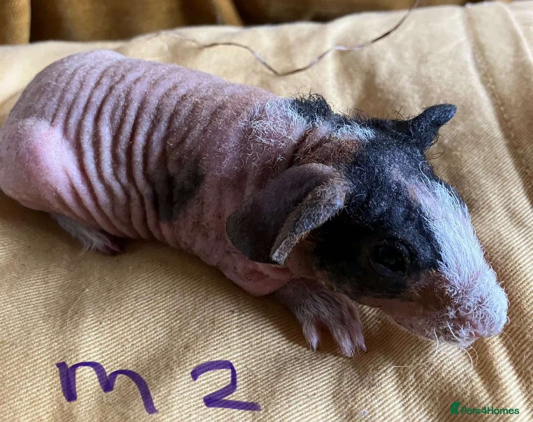 Guinea Pig rodents for sale: Skinny pig pups. Boys only  - Advert 2