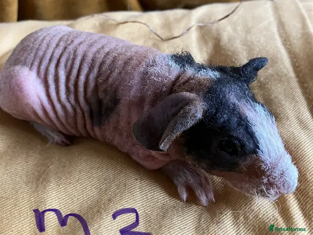Guinea Pig rodents for sale: Skinny pig pups. Boys only - Advert 2