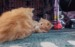 British Longhair cats for sale: 3 longhaired ginger kittens  - Image 4