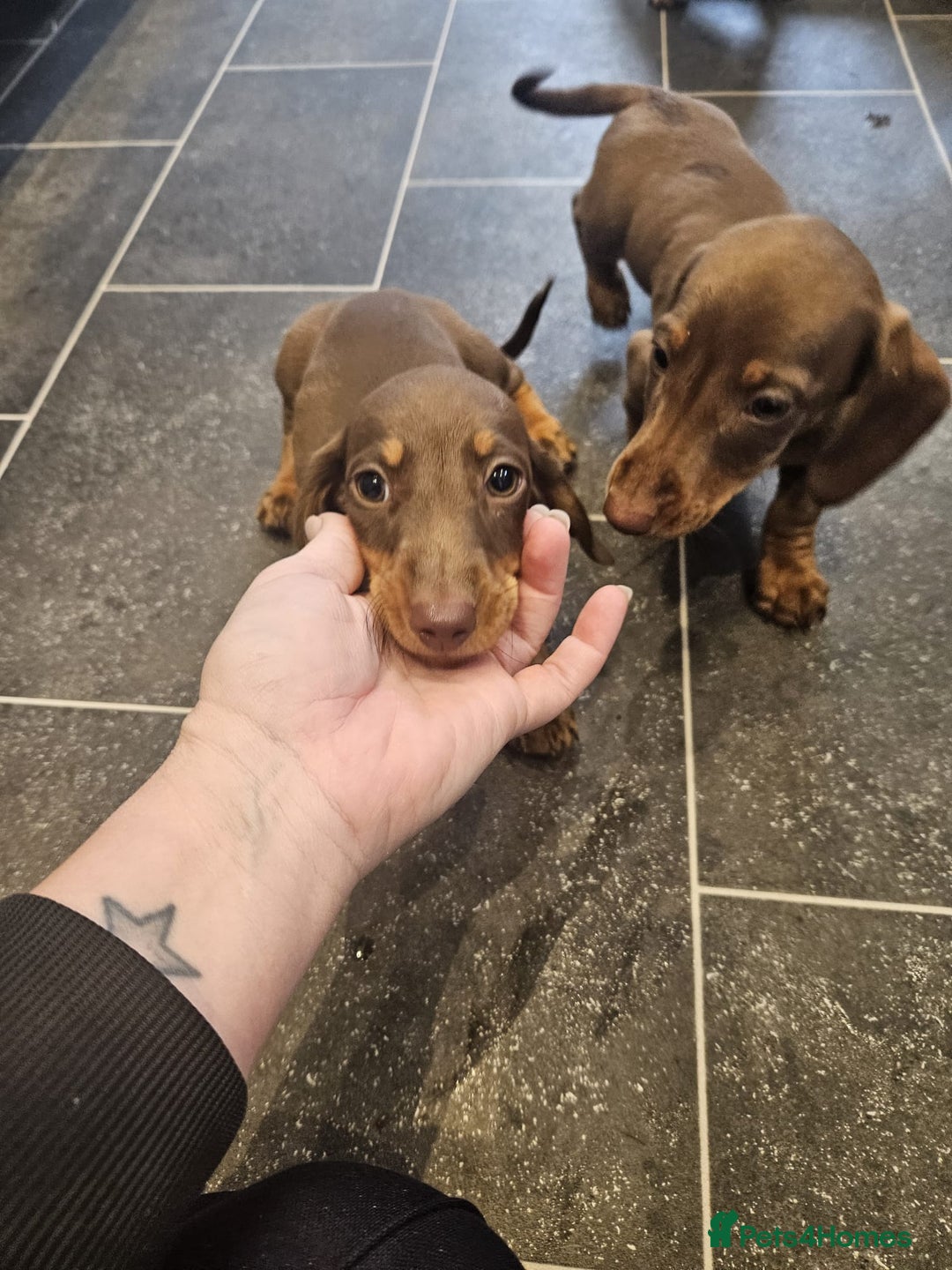 Miniature Dachshund dogs for sale: Miniature Dachshund Puppies  - Image 8