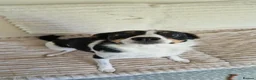 Sprollie dogs for sale: Luna the sprollie  - Advert 1