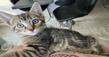 Mixed Breed cats - Advert 14