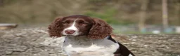English Springer Spaniel dogs for sale: Rowanvale's Trained Jennie  - Advert 5