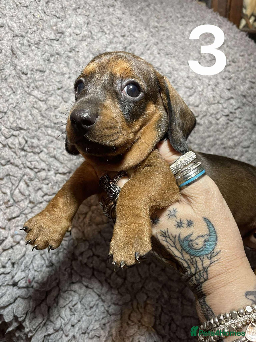 Dachshund dogs for sale: Stunning Litter of dachshund Puppies - Advert 10