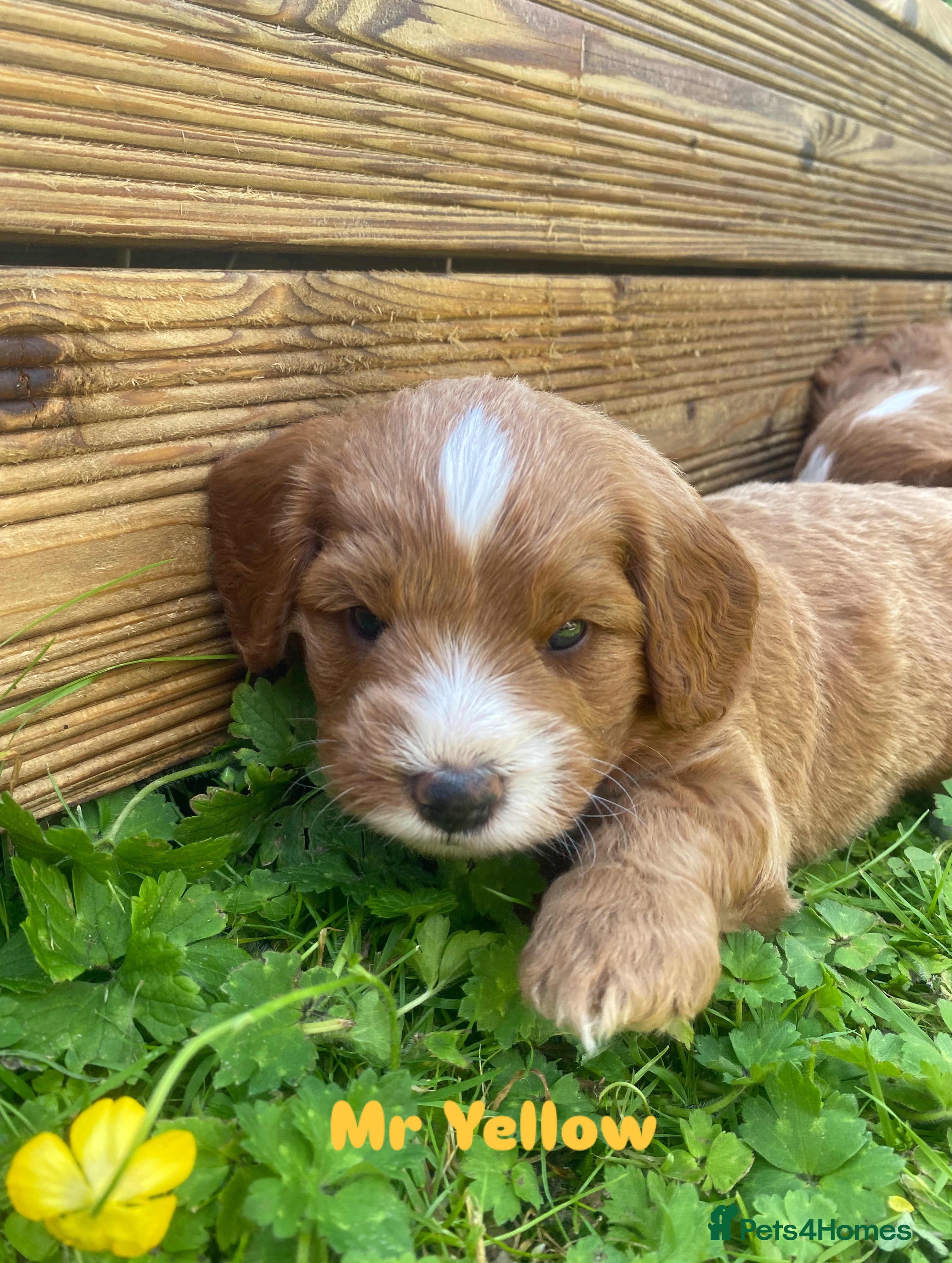 Cavapoo dogs 🏡 Stunning F1B Cavapoo Puppies.  - Advert 14