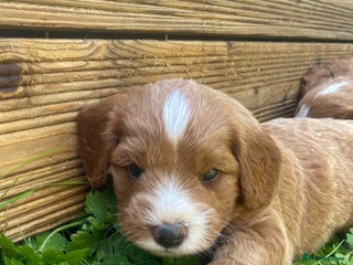Cavapoo dogs 🏡 Stunning F1B Cavapoo Puppies. - Advert 14
