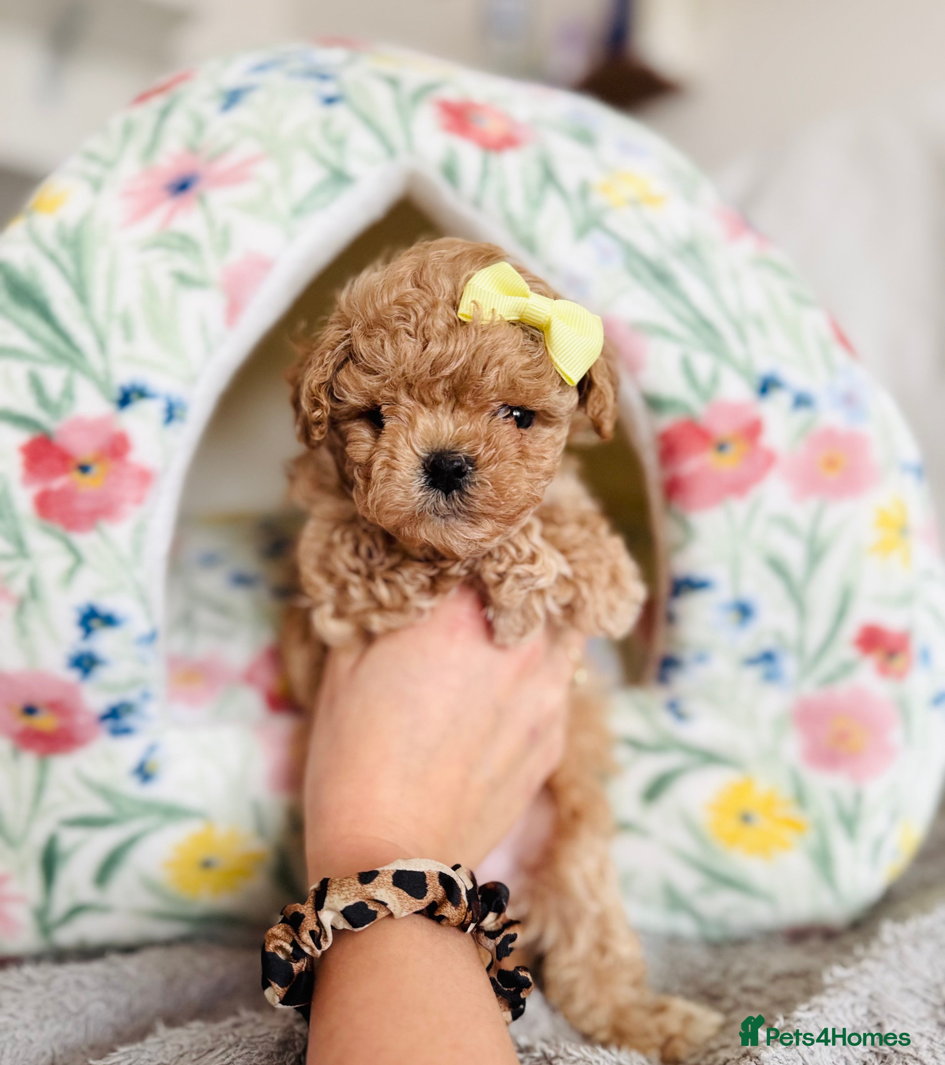 Maltipoo dogs ✨One in a Million Asian/Korean Maltipoo Girls✨ - Advert 6