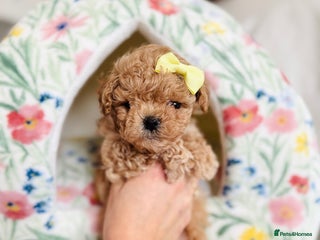 Maltipoo dogs ✨One in a Million Asian/Korean Maltipoo Girls✨ - Advert 10
