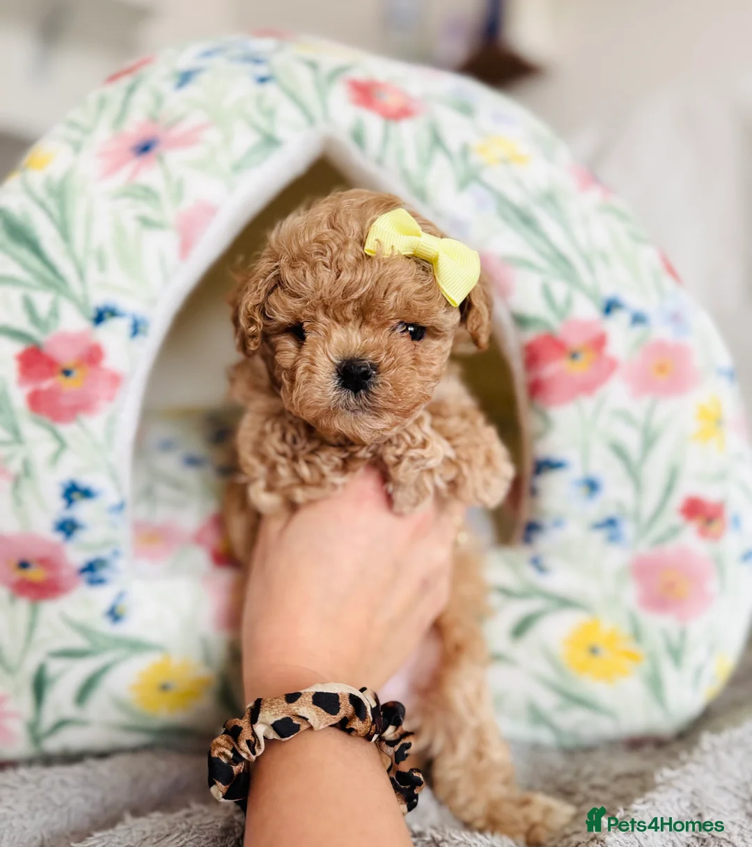 Maltipoo dogs for sale: ✨Rare Top Quality Tiny Asian F1 Maltipoo✨ - Advert 9