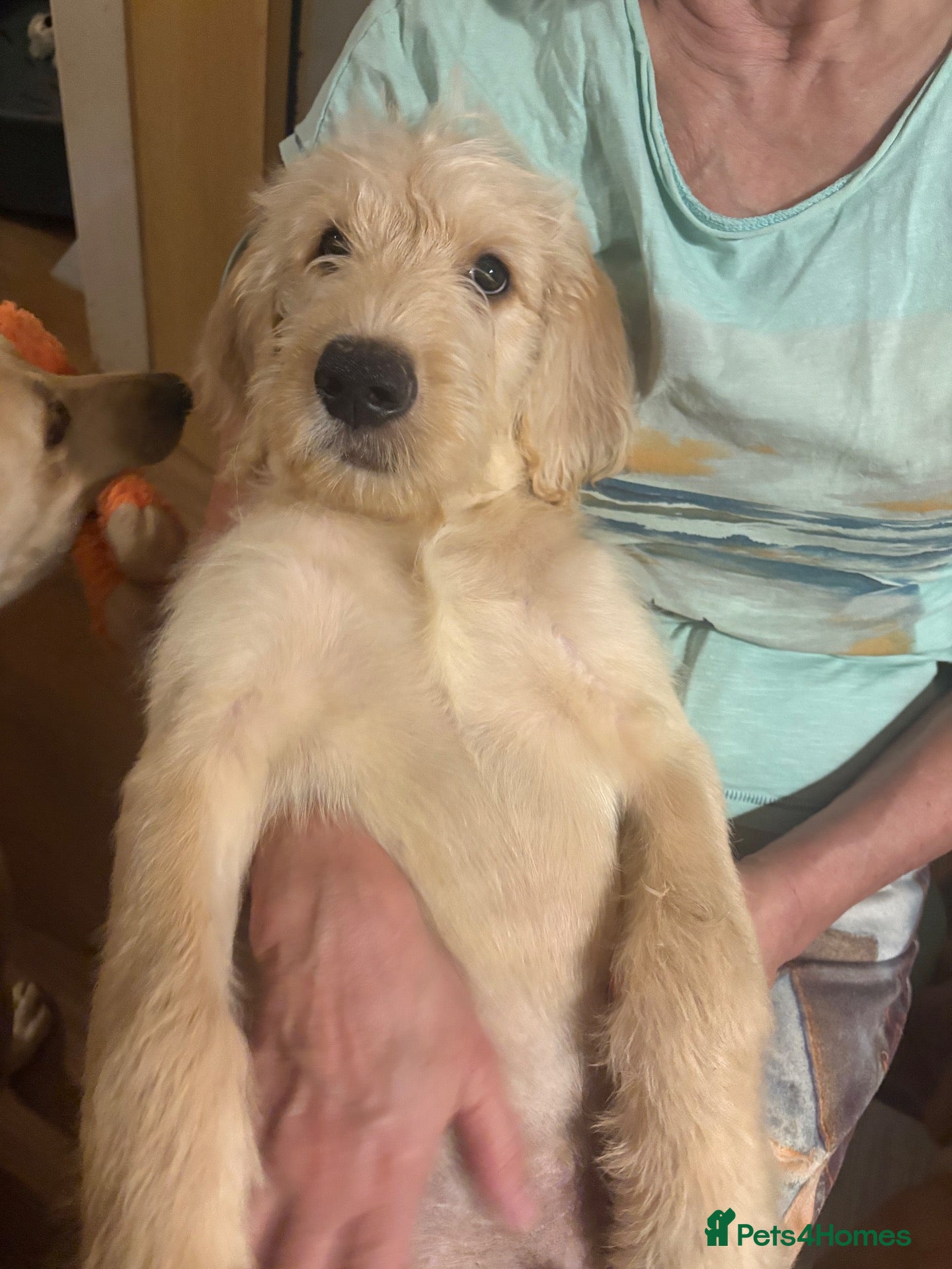 Labradoodle dogs Ready to go Labradoodle pups!  - Advert 15