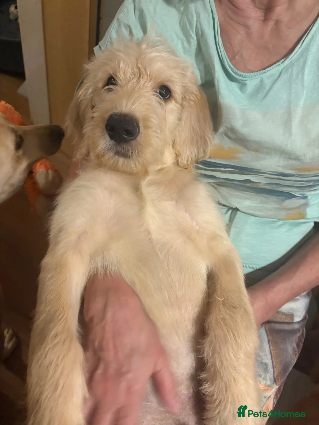 Labradoodle dogs for sale: Ready to go Labradoodle pups!  - Advert 1