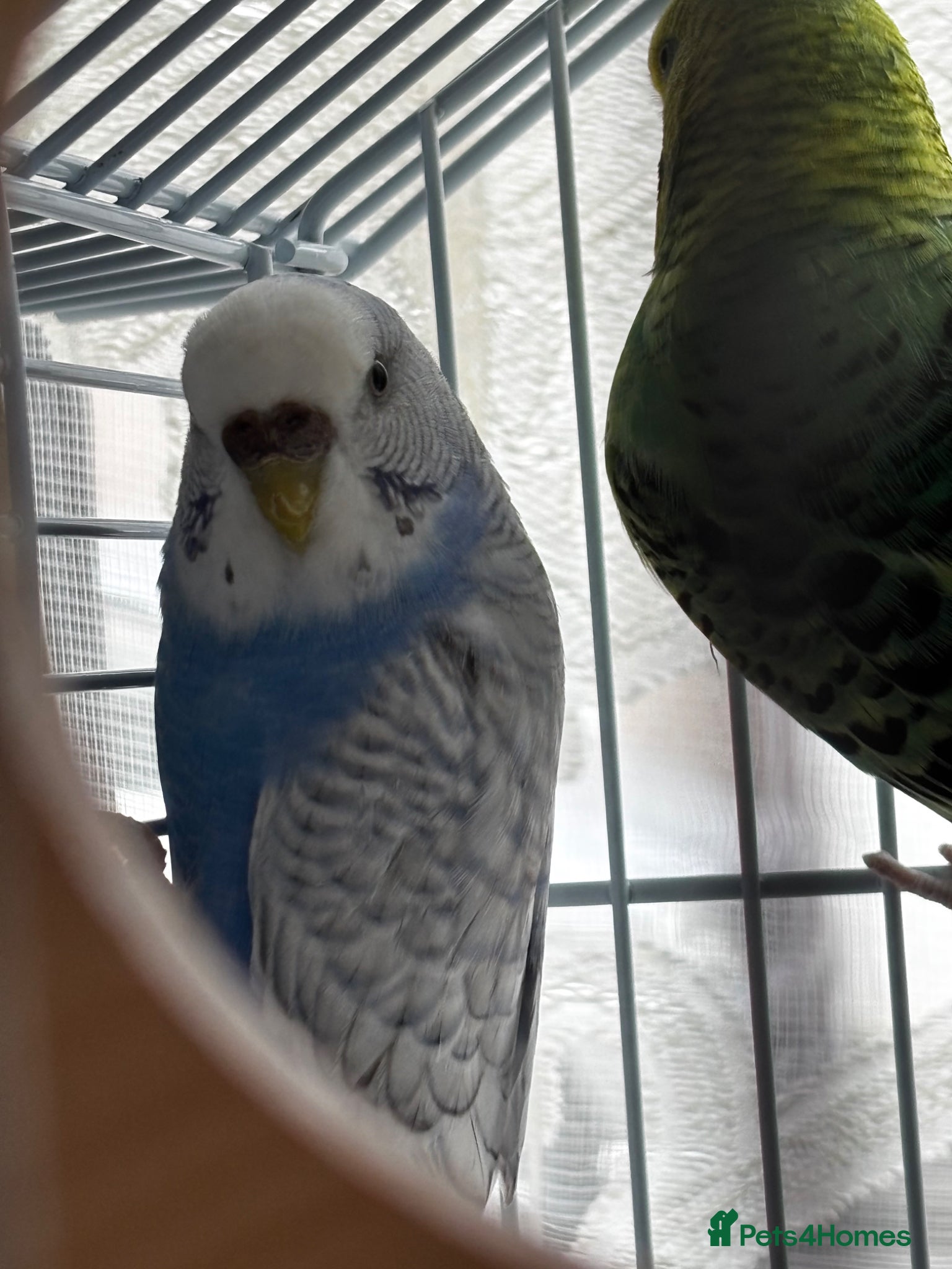 Budgerigars birds One beautiful female budgie (CHECK DESCRIPTION) - Advert 15