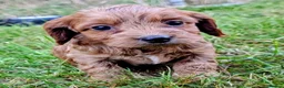 Cockapoo dogs for sale: Licensed breeder, health tested F1 cockapoos - Advert 22