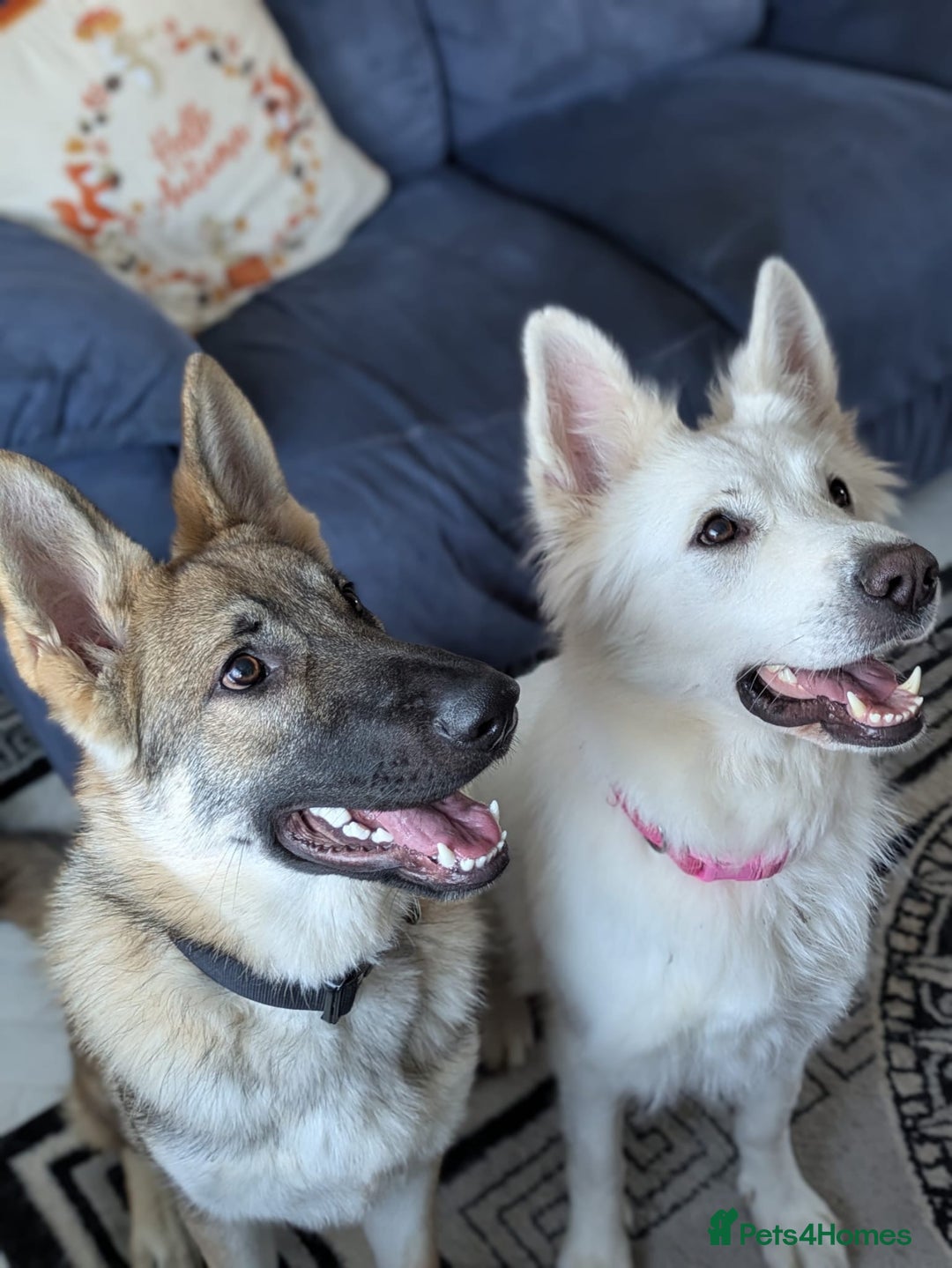 German Shepherd dogs for sale: Storm, German Shepherd Male puppy  - Advert 10