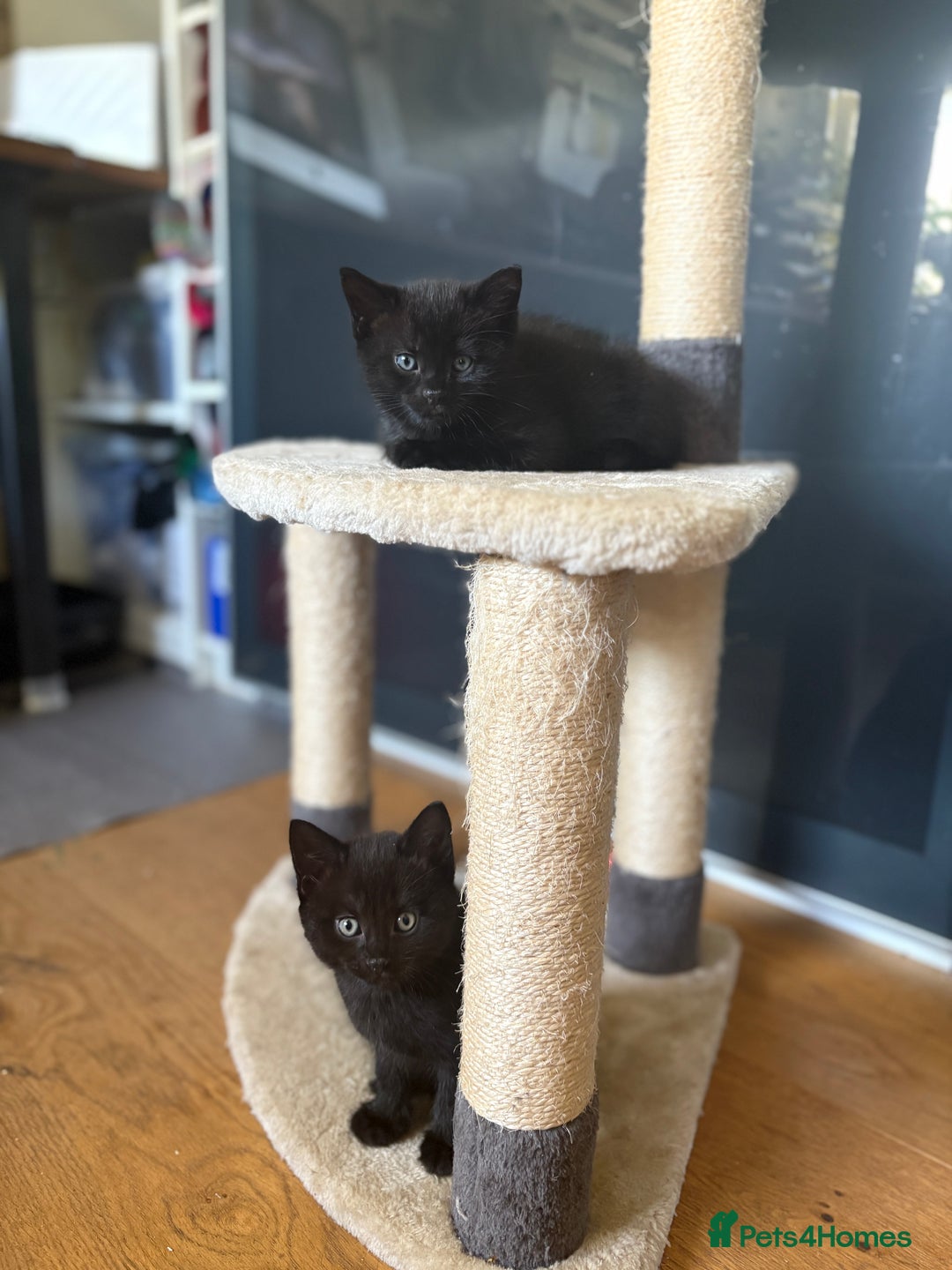 Mixed Breed cats for sale: Beautiful boys and girls  - Image 6