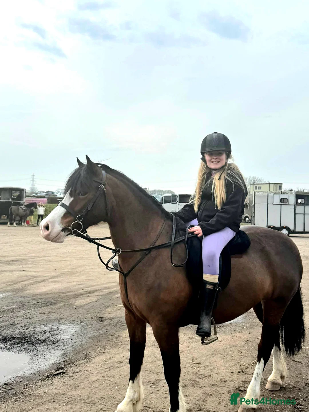 Welsh Section C horses for sale: Rhoswen Chloe - Advert 2