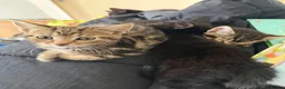 Mixed Breed cats for sale: Mixed kittens  - Advert 5