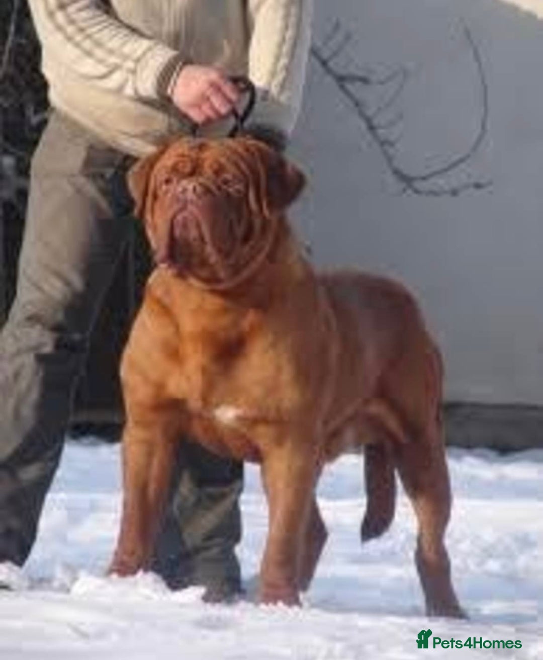 Dogue De Bordeaux dogs for stud: Orthrusslair Sidney is here and PROVEN in Chester - Image 5