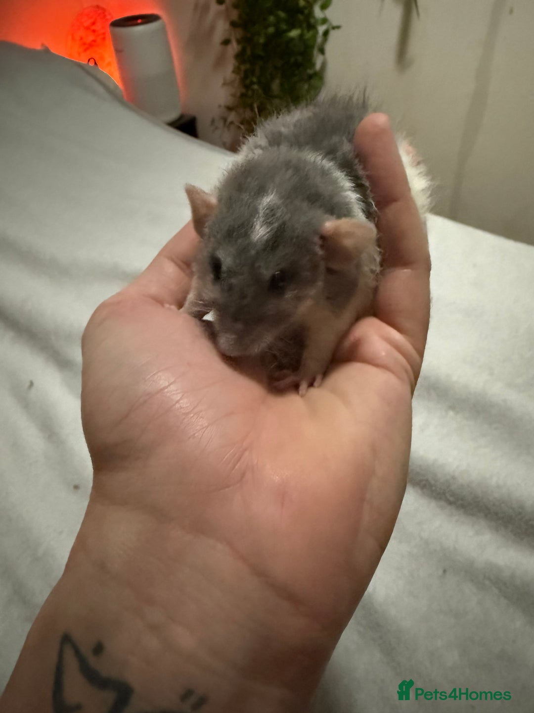 Rat rodents for sale: 4 male jumbo rats  - Advert 3