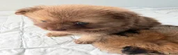 Pomeranian dogs for sale: Pomeranian puppy’s  - Advert 5