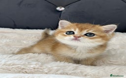 British Shorthair cats for sale: Ready to go Golden BSH Kittens Champ line  in March - Image 2