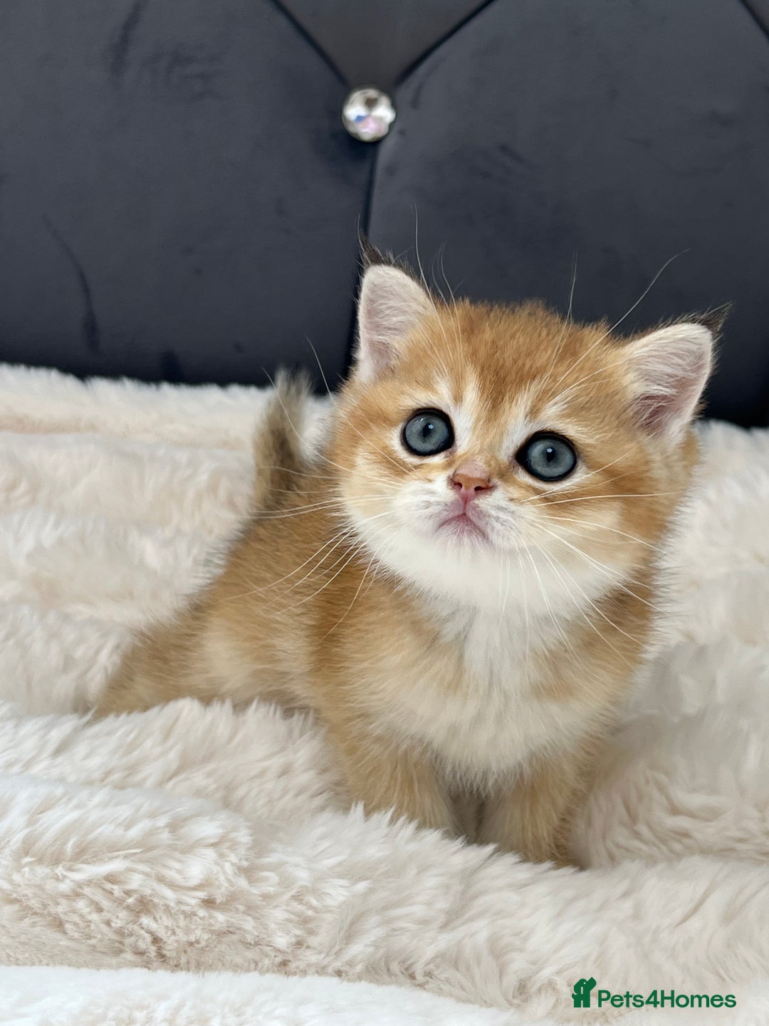 British Shorthair cats for sale: Ready to go Golden BSH Kittens Champ line  in March - Image 2