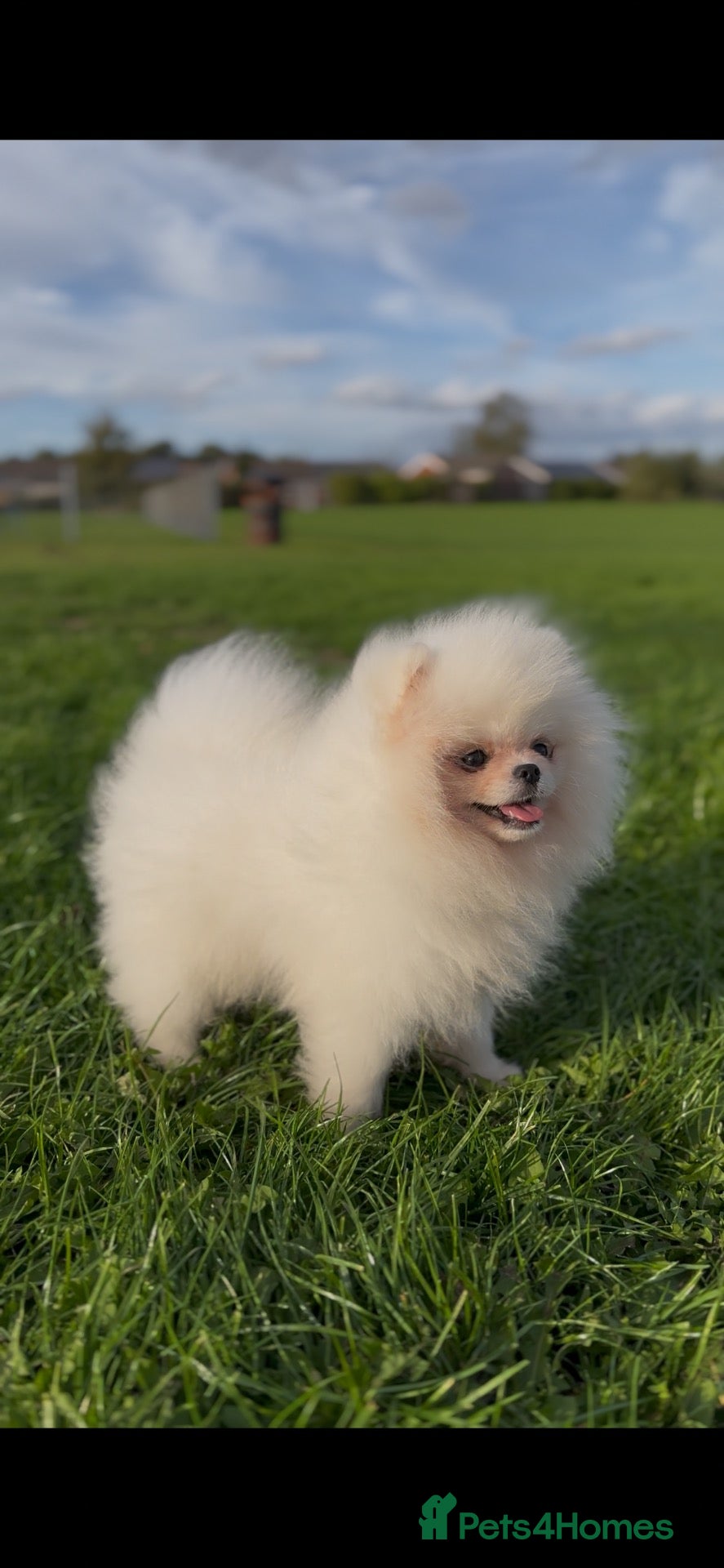 Pomeranian dogs  Fully vacinated  Luxury White Pomeranian Puppies  - Advert 7