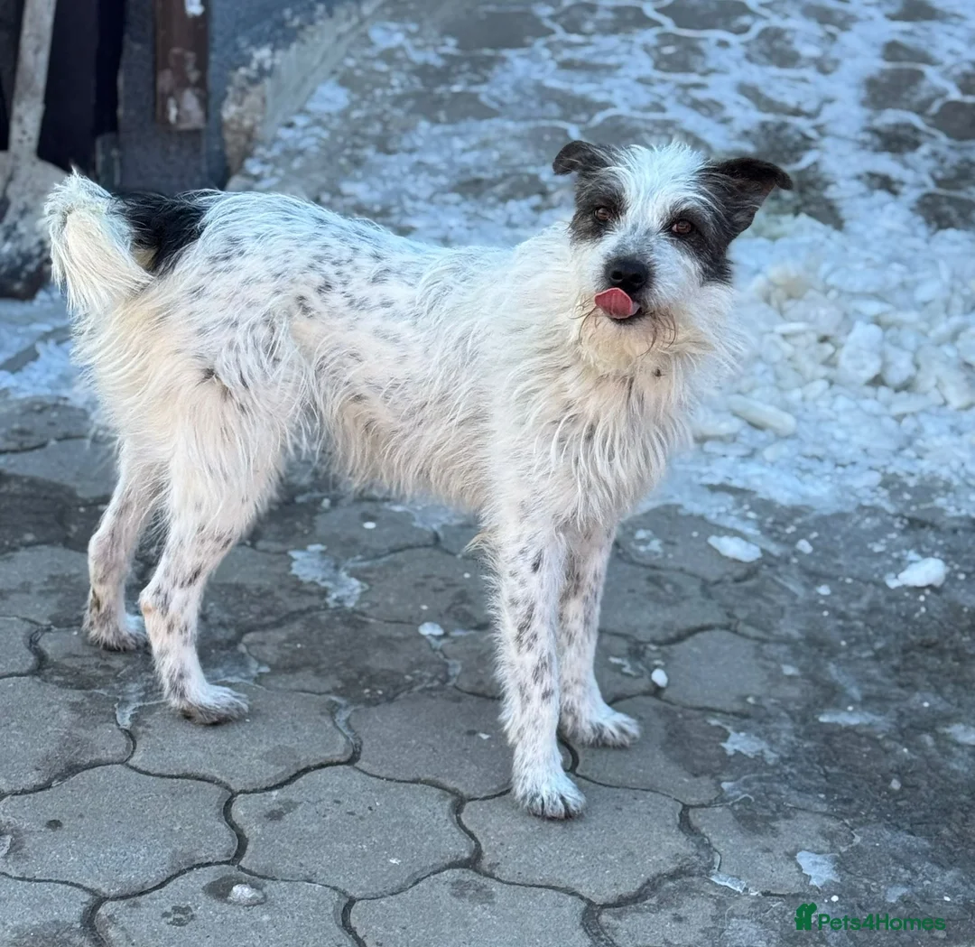 Mixed Breed dogs for adoption: 🐾MIRA🐾, a beautiful young girl for a Loving Home - Advert 20