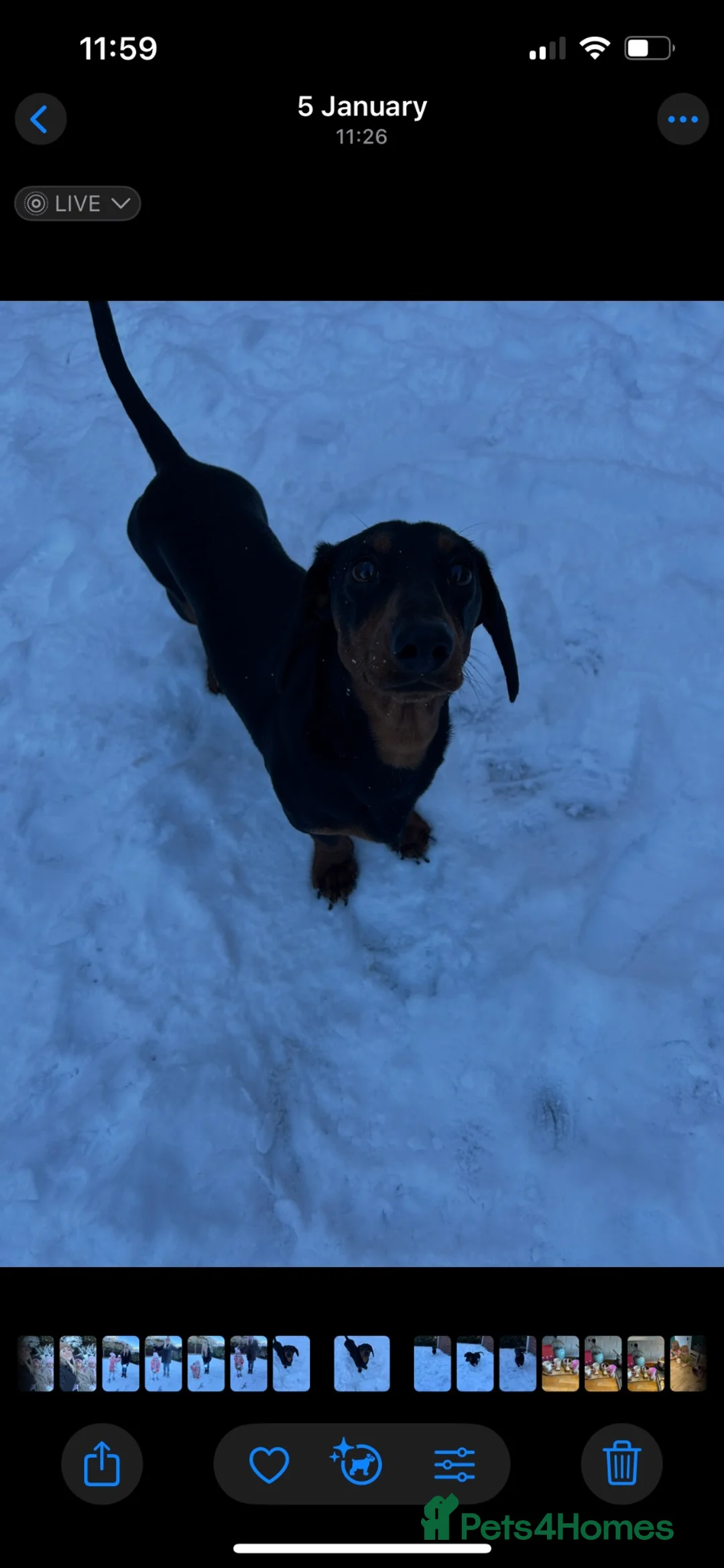 Dachshund dogs for sale: 18 month Sausage dog. Frankie. Male - Advert 6